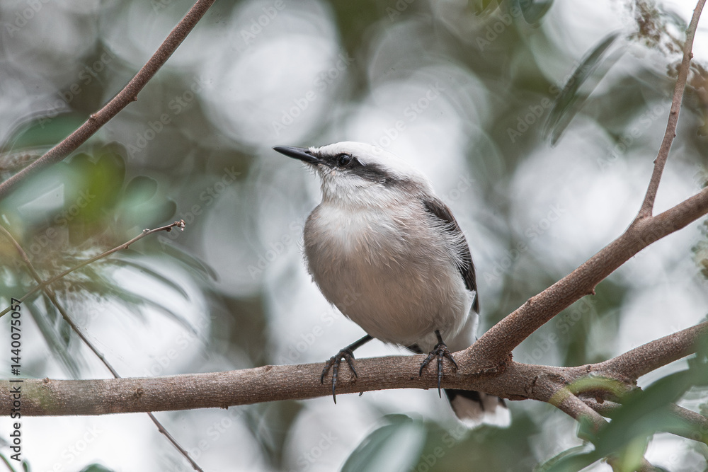 Fototapeta premium Lavadeira-mascarada