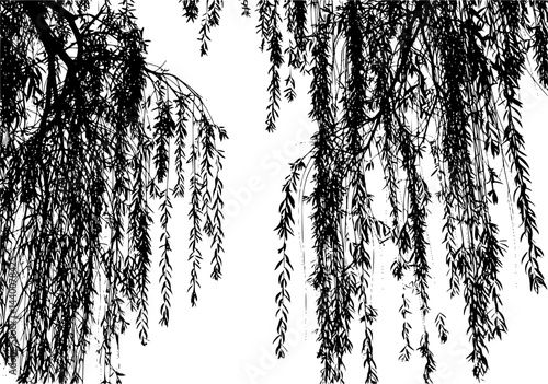 Silhouettes of Weeping Willow Branches with Leaves

