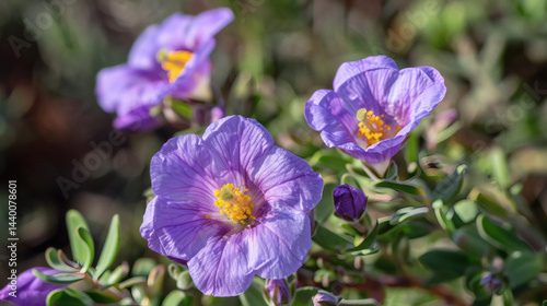 purple crocus flowers