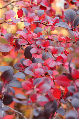 Close up of red berberis shrub