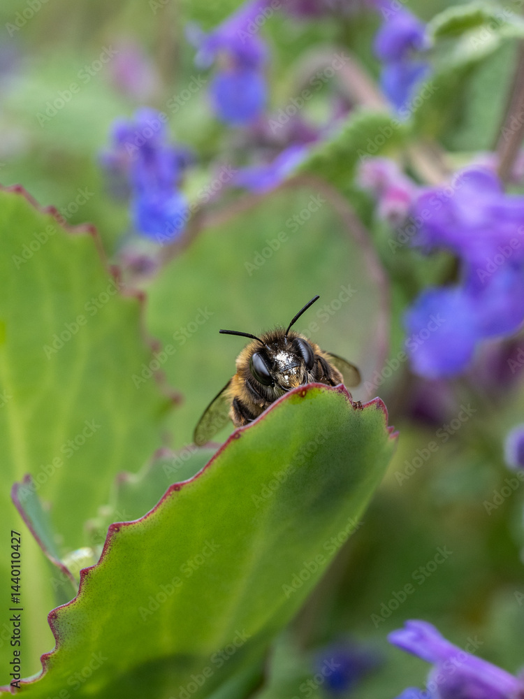 Bee on leaf Bee on leaf