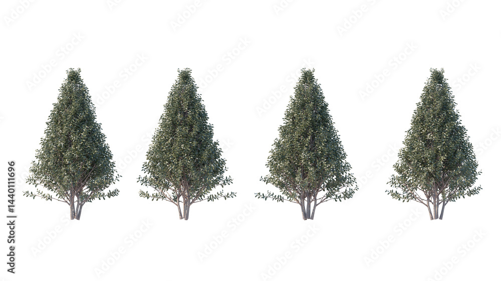 Obraz premium common box tree isolated on transparant background