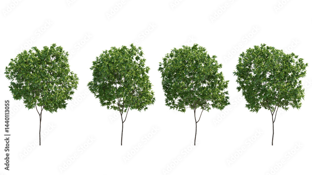 Fototapeta premium elderberry tree isolated on transparant background