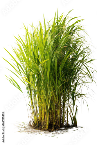 Lush Green Reeds in Wetland Landscape Growing Upright and Vibrant