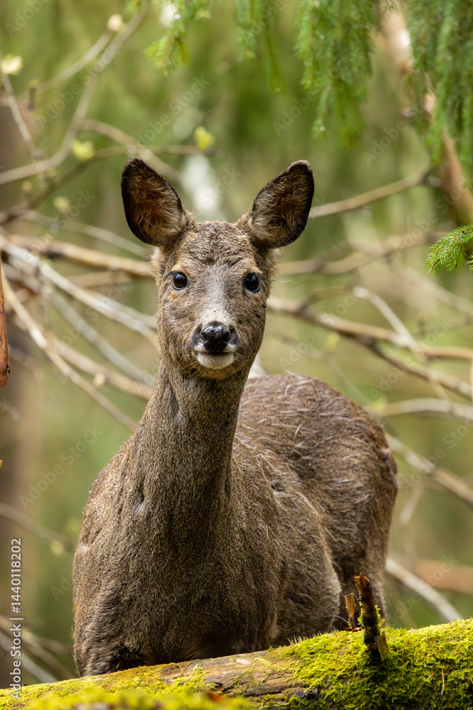 white tailed deer white tailed deer