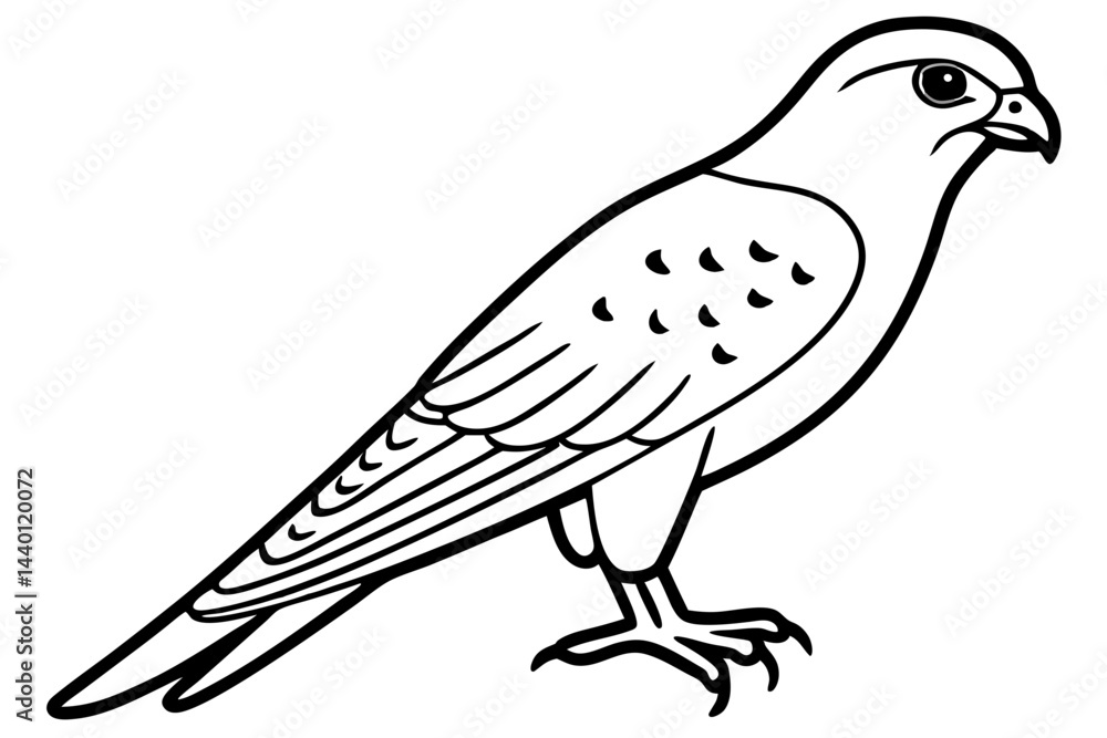 Fototapeta premium Flying Kestrel Vector