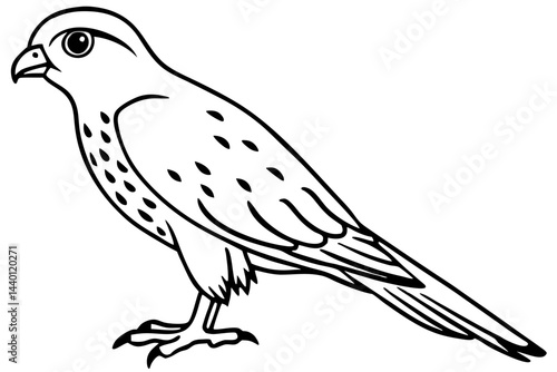 Flying Kestrel Vector