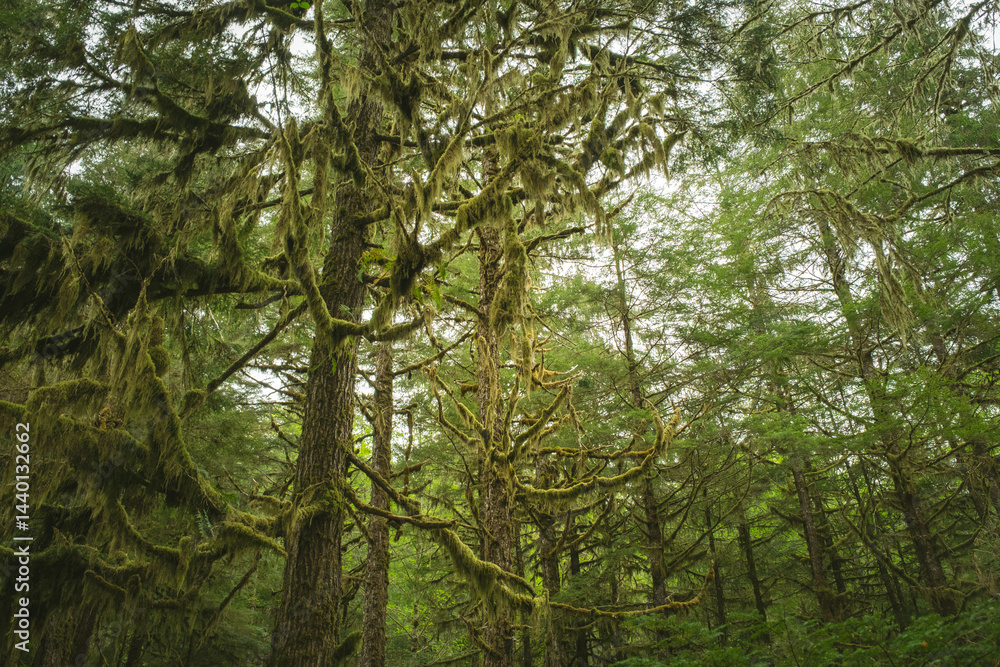 Obraz premium Deep green rainforest in Ketchikan. Alaska