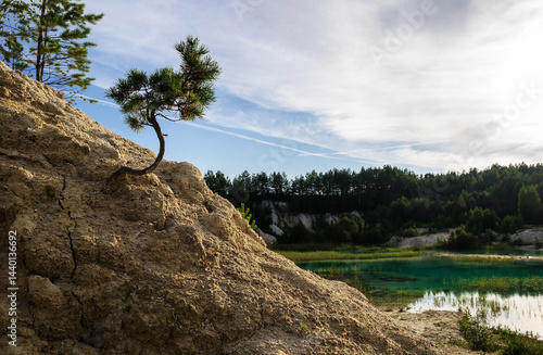 Photography Summer landscape - a dwarf pine tree on the kaolin mountain, Southern Urals, Russia