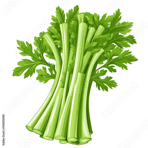 Vector illustration of celery sticks stems isolated on a white background