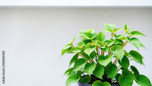 Modern Epimedium Plant Display with Blank Space for Design