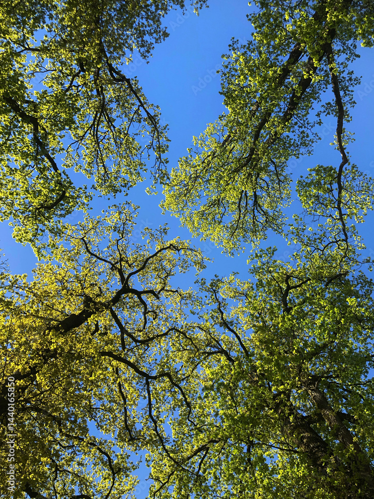 Tree tops of an oak tree at spring Netherlands. Tree crown.