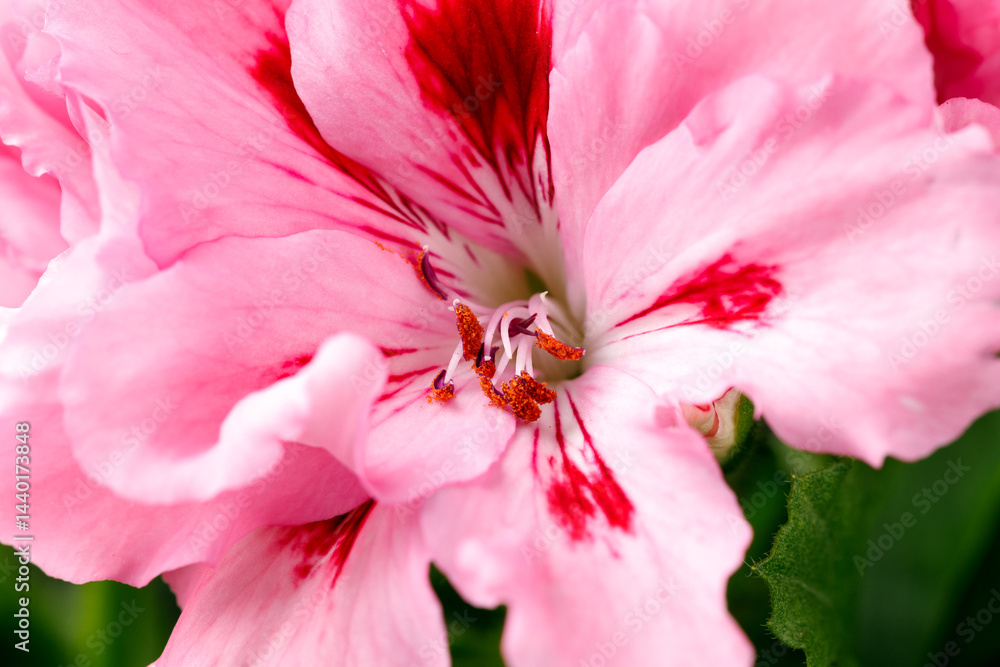 Blooming vibrant pink red geranium pelargonium flowers close up, floral wallpaper background