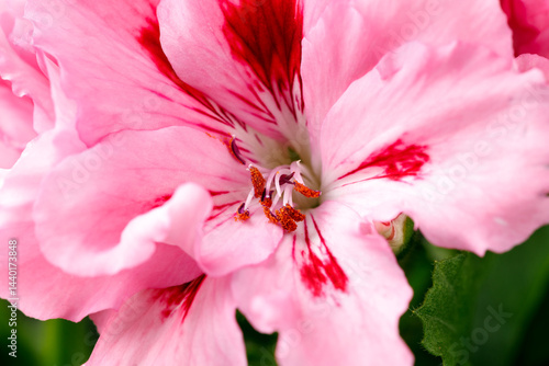 Obraz na płótnie Blooming vibrant pink red geranium pelargonium flowers close up, floral wallpaper background w salonie