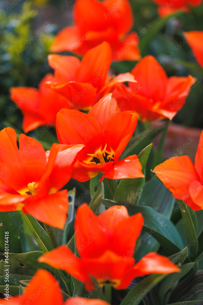 Beautiful tulip flowers blooming in the home garden, springtime