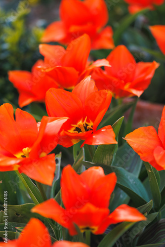 Obraz na płótnie Beautiful tulip flowers blooming in the home garden, springtime w salonie