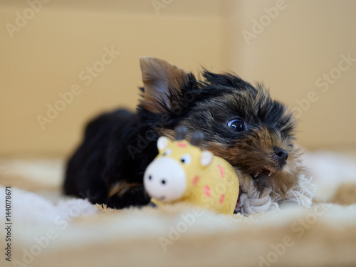 Fotografie A puppy Yorkshire terrier lies on a soft surface, chewing a yellow cow-shaped toy with a white face and pink spots