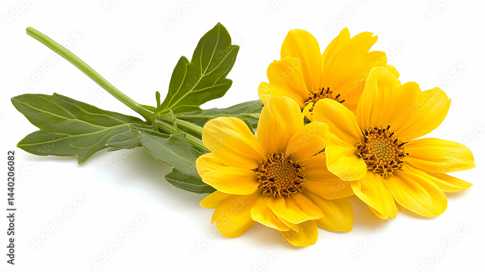 Three Bright Yellow Flowers with Green Leaves on White Background Three Bright Yellow Flowers with Green Leaves on White Background