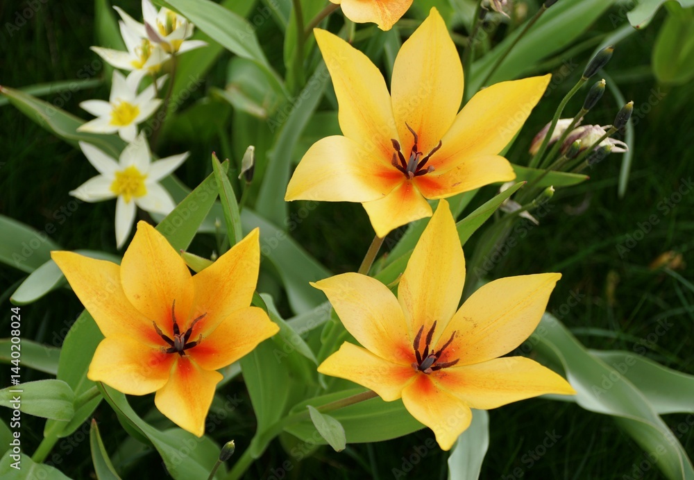 Vibrant yellow Leatherbulbd Tulip Shogun, accented with a touch of orange, against a backdrop of lush green foliage. Vibrant yellow Leatherbulbd Tulip Shogun, accented with a touch of orange, against a backdrop of lush green foliage.