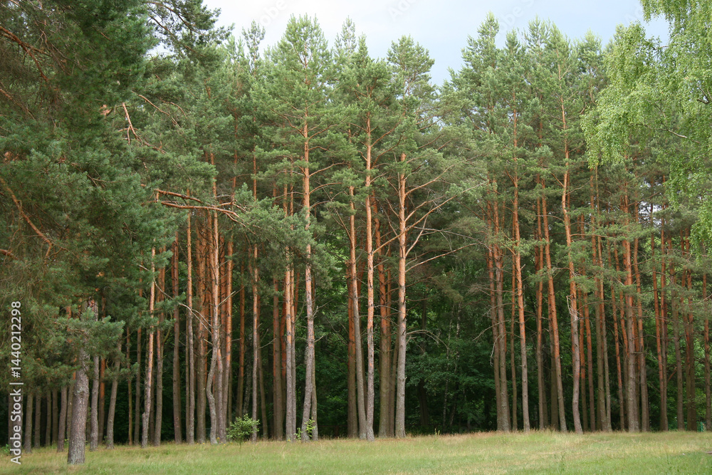 Summer forest landscape