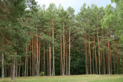 Obraz na płótnie Summer forest landscape w salonie