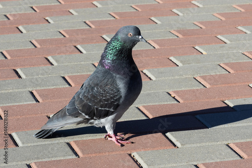 Obraz na płótnie Columba livia. A blue pigeon on the sidewalk w salonie