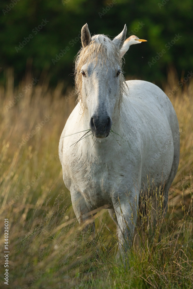 Fototapeta premium White horse in freedom
