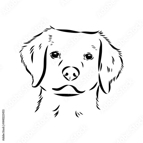 spanish breton dog Breton epagnole dog, vector sketch