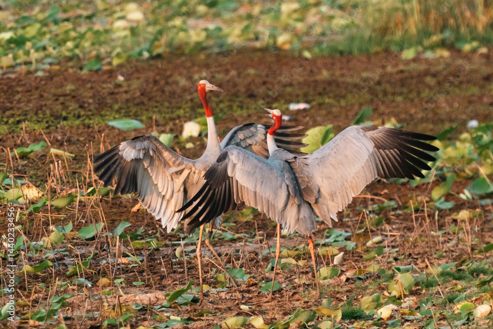 Obraz premium Majestic Thai Sarus Cranes displaying courtship behavior in a natural wetland habitat, symbolizing harmony, biodiversity, and the vital role of conservation efforts to protect native bird species