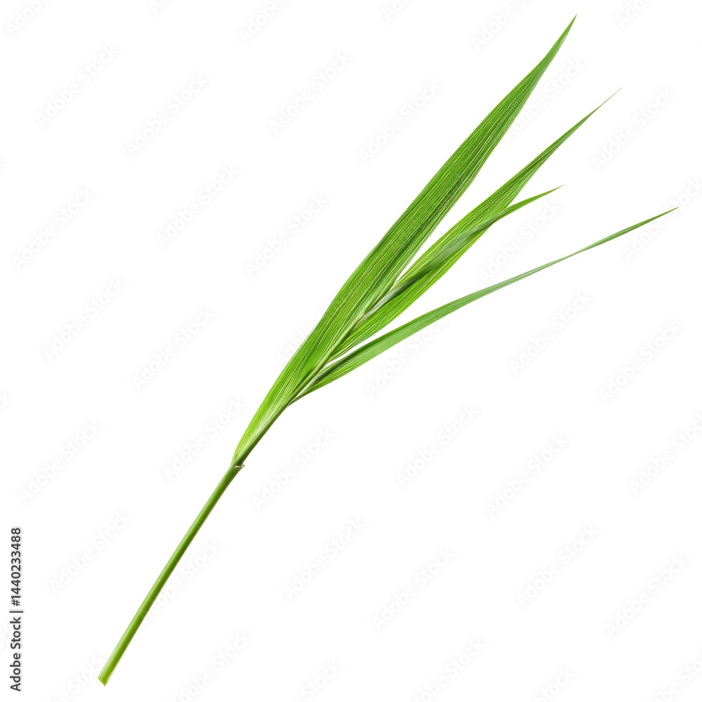 Green Grass Blade Background Hd Im isolated on a transparent background Green Grass Blade Background Hd Im isolated on a transparent background