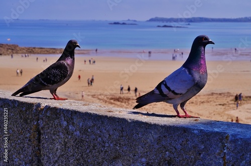 Saint-Malo The pigeons - Saint-Malo les pigeons