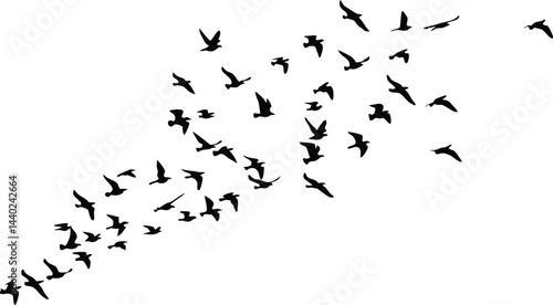 Flock of Birds in Flight Minimalist Black & White Silhouettes of Freedom and Migration