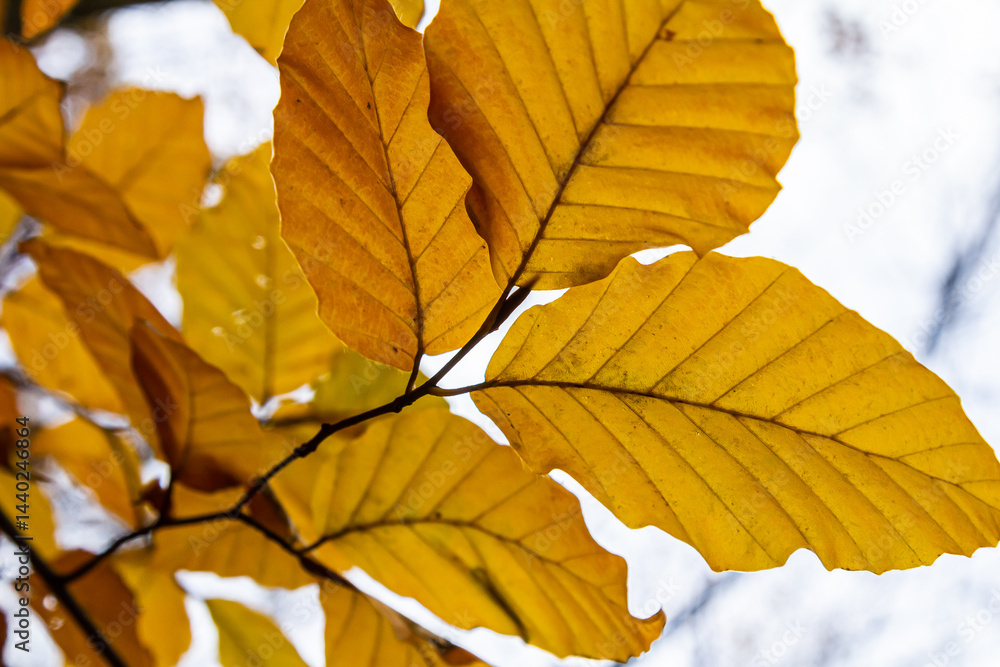 Obraz premium Autumn coloured beech leaves on a grey background in a forest. Autumn nature