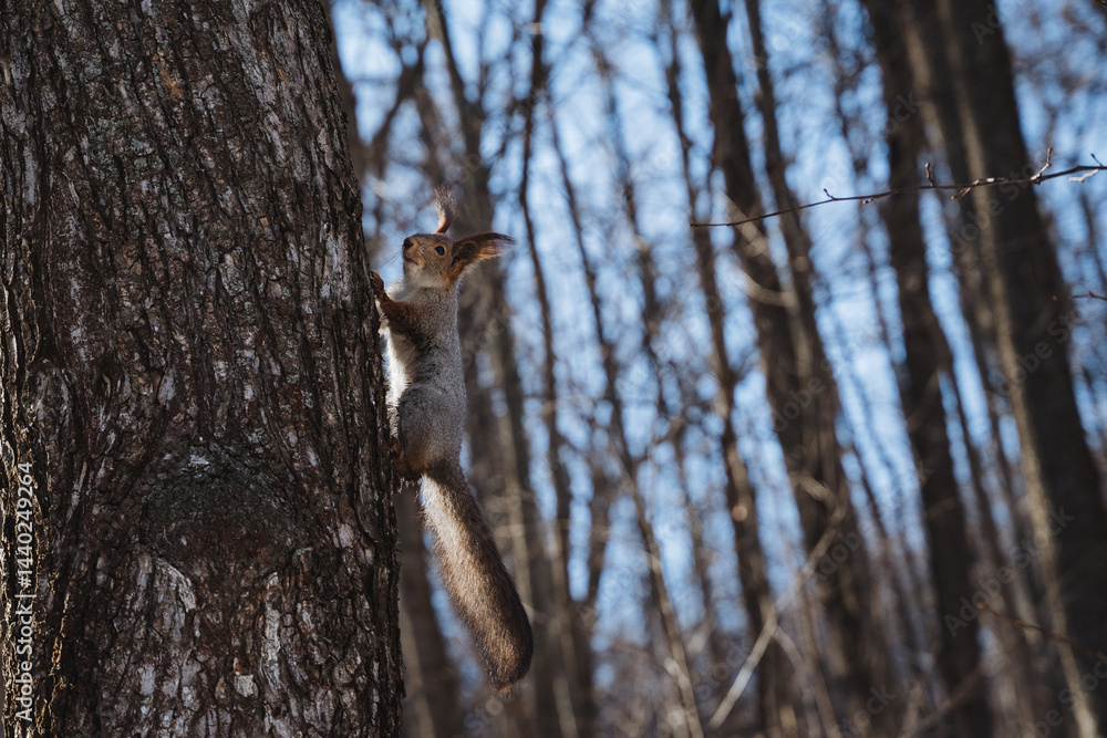 Obraz premium A lively squirrel is skillfully climbing up a tall tree in the serene woods, showcasing its agility and energy as it navigates through the branches and twigs of the majestic trees