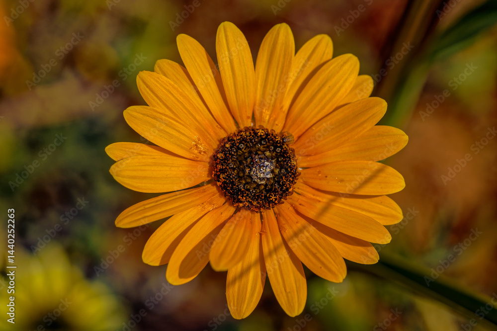 Obraz premium Lush Yellow Namaqua Daisy wildflower with dark center growing in barren veld in the mountains above the Biedouw Valley in the northern Cederberg, South Africa