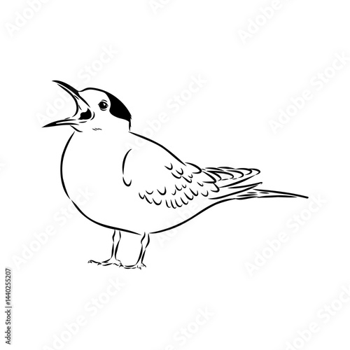 Aleutian Tern. Vector outline icon.