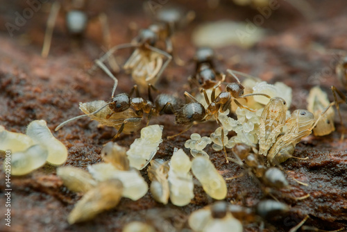 Caribbean crazy ants colony and larva on the rotten wood