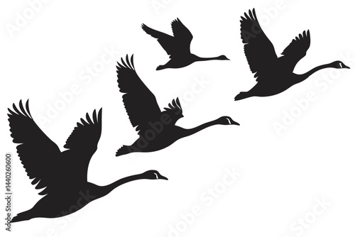 Flying swans silhouette flock formation black and white graceful migration nature