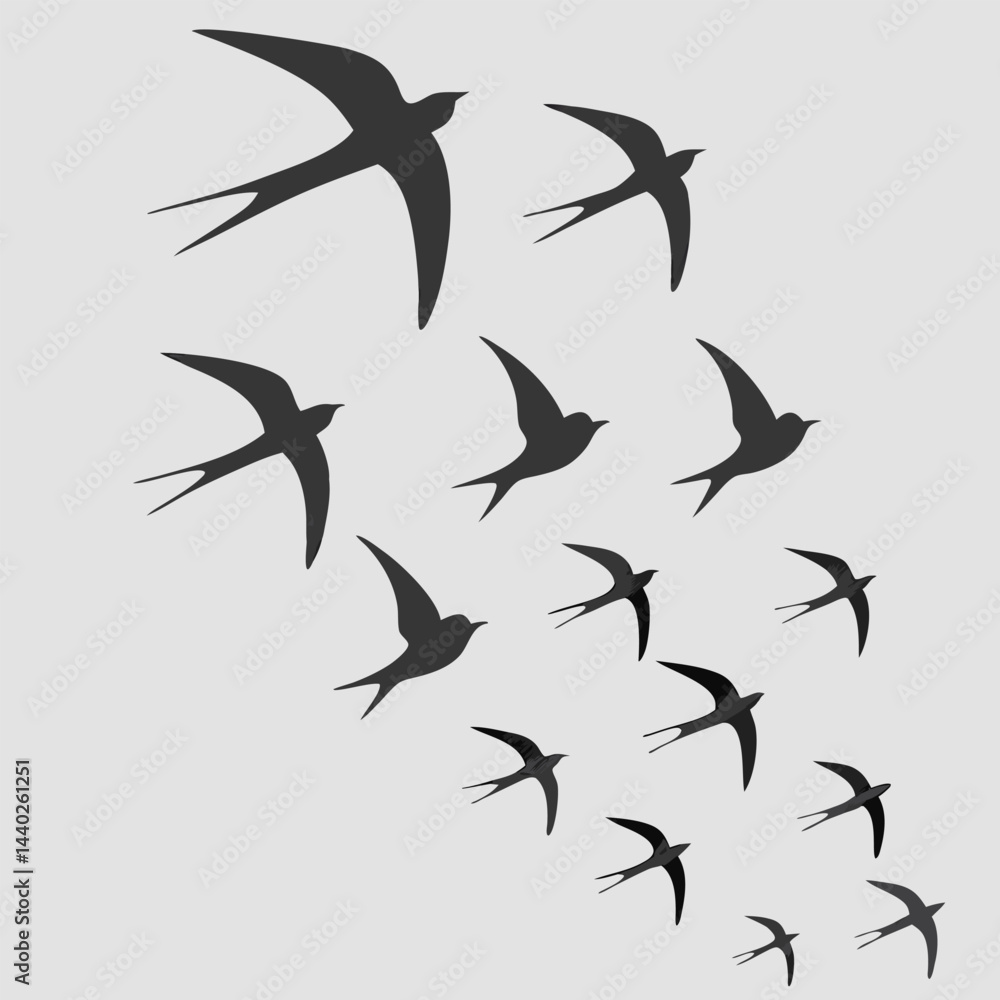 Silhouette flock of swallows flying birds design vector illustration against gray background Silhouette flock of swallows flying birds design vector illustration against gray background