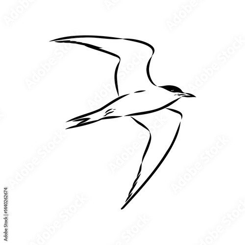 Aleutian Tern. Vector outline icon.