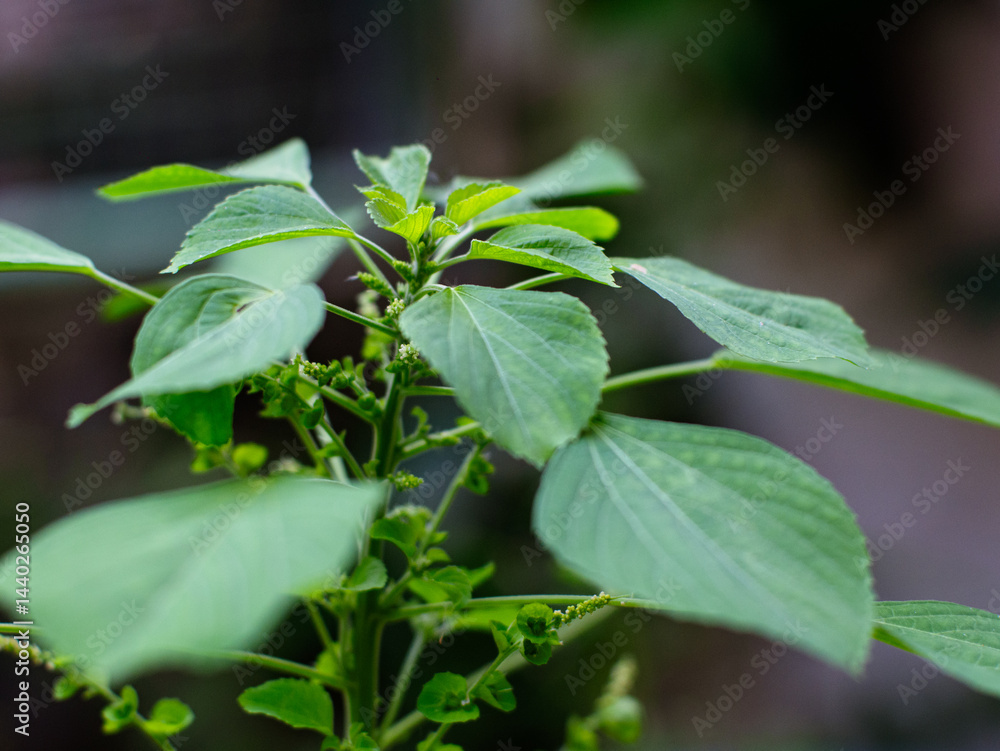 Acalypha indica of Indian acalypha also know as Indian Mercury or Indian Nettle. It is known for its medicinal use and the attraction of its root to domestic cats similar properties to catnip. Acalypha indica of Indian acalypha also know as Indian Mercury or Indian Nettle. It is known for its medicinal use and the attraction of its root to domestic cats similar properties to catnip.