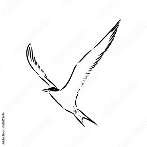 Aleutian Tern. Vector outline icon.