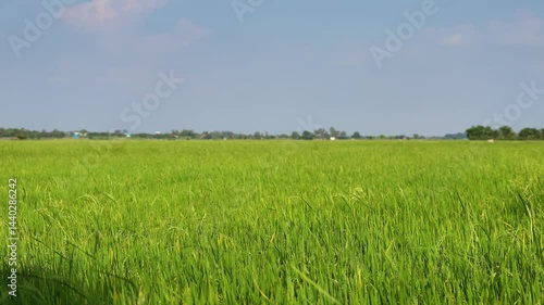 green grass and blue sky