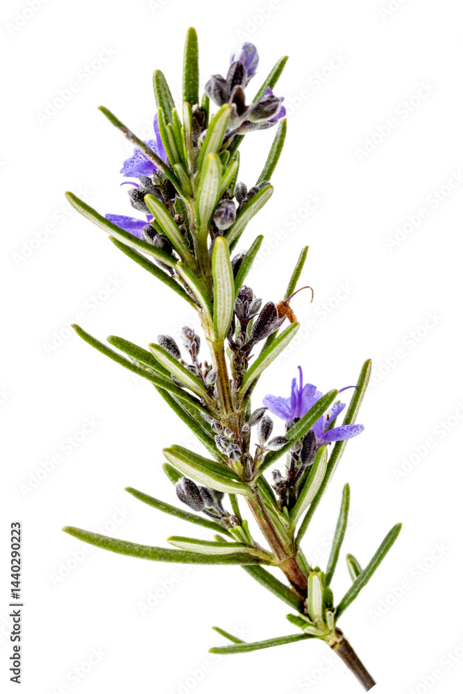 Naklejka premium Fresh rosemary sprig with purple flowers in detail