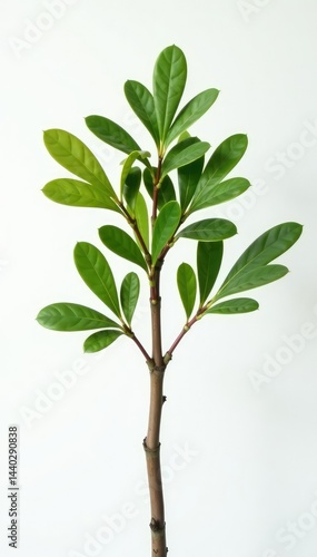 Single stem of small tree against white backdrop, branch, wood, twiggy