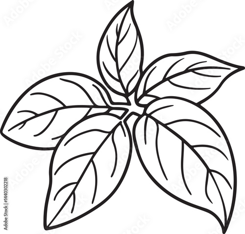 basil leaves line art, black outline, vector and illustration, coloring book page line art drawing