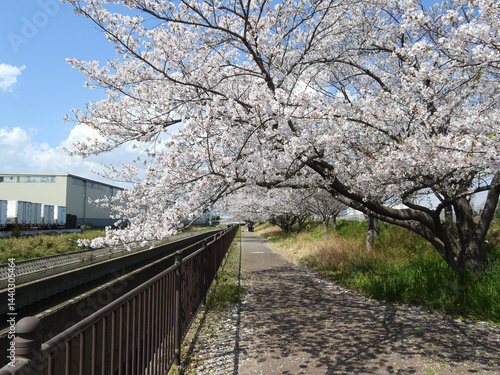 番田水路と遊歩道の桜並木(大阪府高槻市で2025年4月撮影)