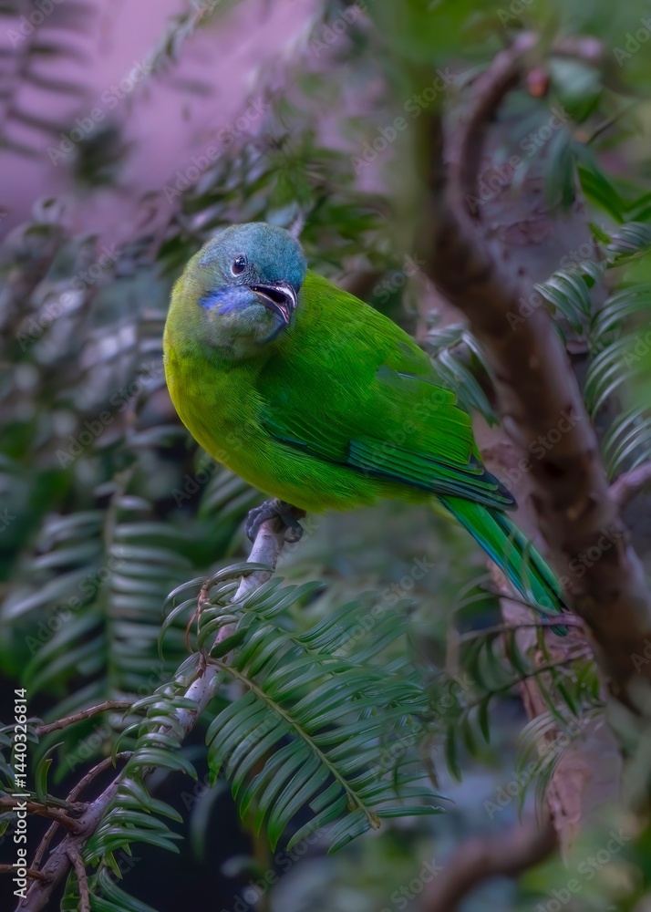 Obraz premium green parrot on a branch