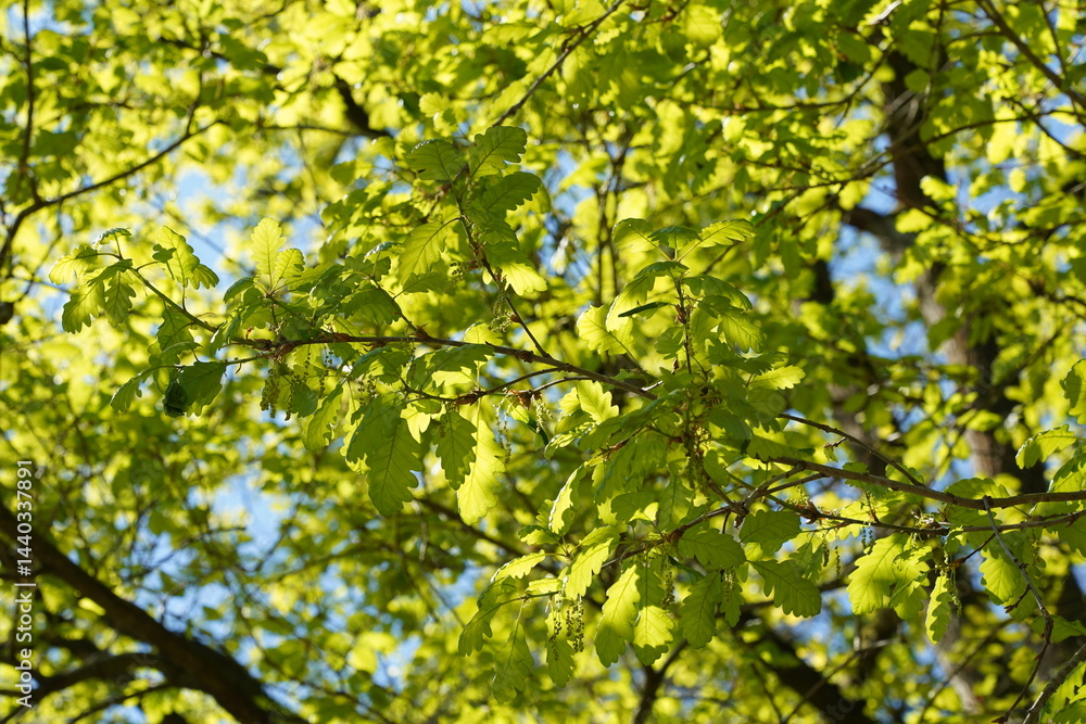 Teilaufnahme einer blühenden Stieleiche im Frühling