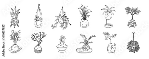 Kokedama set. Japanese moss plant. Home gardening art